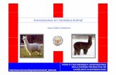 Innovaciones en Genética AnimalInnovaciones en Genética …agendainnovacionarequipa.com/wp-content/uploads/2016/11/JUAN-PABLO... · Contenido •La informaciónnecesariaen MejoraGenética