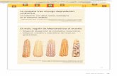 El maíz, regalo de Mesoamérica al mundo - Telesecundarias de... · peos, principalmente las especias, dio lugar a la cocina yucateca. Ésta es resultado de la incorporación de