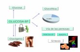70-80% GLUCOSA 6P - vet. VA DE LAS PENTOSAS DOS FUNCIONES PRINCIPALES A) Generar NADPH (nicotin