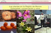 Las plantas en la Región de Murcia Diversidad ... · Enciclopedia divulgativa de la historia natural de Jumilla-Yecla ... de mayo) Preparar las fichas, ... plantas medicinales.