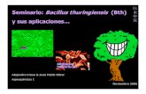 Seminario: Bacillus thuringiensis(Bth) y sus aplicacionessubespacio.fcien.edu.uy/Jurere/images/BacilusTurengensis...Receptores de membrana: Caderinas Aminopeptidasa N ... esporas y
