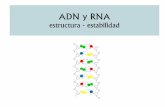 estructura - estabilidadufq.unq.edu.ar/Docencia-Virtual/BQblog/DNA-II.pdf · Efecto del PH El enlace fosfodiester y el enlace N-glicosídico son inestables a pH muy ácidos (pH 1