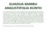 GUADUA BAMBU ANGUSTIFOLIA KUNTH · que tiene su hábitat en la selva tropical húmeda generalmente a orillas de los ríos. Crece 15 a 20 m en 120 días; su diámetro máximo es de