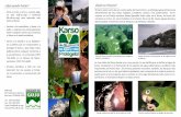 ¿Qué puedo hacer? ¿Qué es el Karso? - cdk-pr.org Karso Ago 9, 2010.pdf · quí llanero, la mariposa arlequín y el sapo concho. ... Pasaje subterráneo del Río Encantado en Ciales.