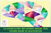 Dr. Juan Luis Blázquez Arroyo La construcción del cerebro ...medicina.uach.cl/wp-content/uploads/2018/06/2018031_cerebro_neuron... · Vayamos al principio 1)Nuestra primera célula