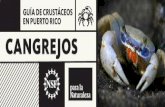 Introducción - ciudadanocientifico.orgciudadanocientifico.org/dl/Guia-de-Crustaceos.pdf · del cangrejo de río, el ciclo de vida se completa en su totalidad en el río, sin necesidad