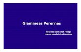6- Gramíneas perennes [Modo de compatibilidad]praderasypasturas.com/.../2004/06-Gramineas-perennes.pdf · Cultivar 16/09/2002 31/10/2002 12/12/2002 22/01/2003 10/03/2003 31/05/2003
