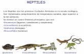 REPTILES - UCM-Universidad Complutense de Madrid de reptiles.pdf · Los Reptiles son los primeros Cordados Amniotas en la escala zoológica. Son Vertebrados poiquilotermos de temperatura