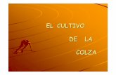 EL CULTIVO DE LA COLZA - ecaths1.s3.amazonaws.comecaths1.s3.amazonaws.com/cultivosindustriales/237199840.Colza.pdf · en Europa para agentes deslizantes usados en industria del ...
