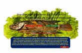 Tilapia roja – Lechuga - fishconsult.orgfishconsult.org/wp-content/uploads/2012/01/Presentacion-Español... · Características del Proyecto • Especies a Cultivar: – Tilapia