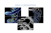 DNA Y CROMATINA - depa.fquim.unam.mxdepa.fquim.unam.mx/amyd/archivero/DNAycromatina_8727.pdf · 1 cromosoma circular covalentemente cerrado doble cadena cerrada 4.2x10 6pb. Superenrollamientodel