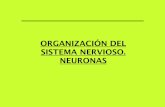ORGANIZACIÓN DEL SISTEMA NERVIOSO. NEURONAS°Medio/Biología/Organizacion deol... · Organización anatómica del sistema nervioso A partir de la imagen reconoce los componentes