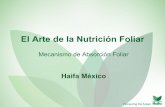 El Arte de la Nutrición Foliar - haifa-group.com · reducir la concentración del fertilizante de la solución de aspersión de acuerdo a la dosis total de aplicación por unidad