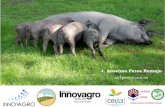 LAS INNOVACIONES EN EL SECTOR DEL PORCINO IBÉRICO · Mayor rentabilidad de la asociación cerdo-dehesa ... España consolidada como tercer mayor exportador de porcino de la UE ...