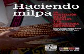 Haciendo milpa La protección de Las semiLLas y La ...semillasdevida.org.mx/pdfs/LIBRO_MILPA_WEB.pdf · Indígena Totonaca Náhuatl de la Sierra Norte de Puebla o la comunidad huichol