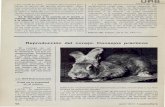Reproducción del conejo. Consejos prácticos · 54 Gráfica 1. Evoluci6n de la alimentación de una coneja reproduc tora durante las dis tintas fases de un ciclo (raza california