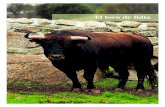 El toro de lidia - mercadosmunicipales.esmercadosmunicipales.es/Productos/Vacuno/GUIAVACUNOPDF/05TOROLIDIA.pdf · matar el toro a caballo. La tarea de llevar el toro al jinete o picador