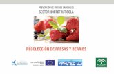 RECOLECCIÓN DE FRESAS Y BERRIES - exyge.eu · en el caso de los berries y algunos cultivos de fresas (plantas y frutos por encima de los hombros). Movimientos repetitivos y giros