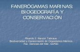FANERÓGAMAS MARINAS: BIOGEOGRAFÍA Y … · FANERÓGAMAS MARINAS Angiospermas (plantas con flores, frutos y semillas) que completan su ciclo vital en el mar 5 familias de Monocotiledoneas