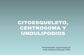 CITOESQUELETO, CENTROSOMA Y UNDULIPODIOSjapt.es/bio2bach/CITOLOGIA/citoesqueleto.pdf · CITOESQUELETO, CENTROSOMA Y UNDULIPODIOS Presentación organizada por José Antonio Pascual