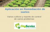 Aplicación en Remediación de suelos - City Service DE... · Objetivos •Aumentar peso y producción del banano •Aumentar volumen y tamaño de raíz. •Acelerar tiempo de descomposición