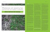 Malezas en pasturas - Horizonte A Digitalhorizonteadigital.com/investigacion/ha89/40-46.pdf · ... Brindan la posibilidad del manejo de ... plicar el manejo de la pastura, ... tipos