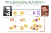 Bases Cromosómicas de la Herencia · A través de un ciclo de meiosis y de fecundación el número de cromosomas se mantiene en ... Los gametofitos masculinos se forman a partir