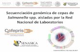 Presentación de PowerPoint - El portal único del ... · En México las enfermedades gastrointestinales infecciosas representan uno ... • Base de datos de las muestras tomadas