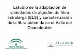 Estudio de la adaptación de variedades de algodón de fibra ... · La sostenibilidad del cultivo del algodón en la Vega del Guadalquivir mediante variedades de fibra extralarga