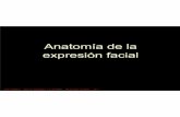 Anatomía de la expresión facial - 3DPoder · Situación: Entre el borde inferior de la mandíbula y el labio inferior. Acción: Tira hacia delante y abajo el labio inferior.