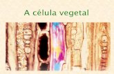 A célula vegetal - prodvegetal.files.wordpress.com · • Provacúolos vacúolo central (1 ou +) • Importante para armazenamento de substâncias (íons, sais, ácidos orgânicos,
