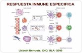 RESPUESTA INMUNE ESPECIFICA - medic.ula.ve · Mecanismos de defensa adquiridos: Anticuerpos (producidos por los linfocitos B): Neutralización de toxinas y virus, inhibición de actividad