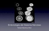 Embriología del Sistema Nervioso - WordPress.com · Embriología del Sistema Nervioso Rafael Martínez Mori. Gastrulación. Neurulación. Gracias por su atención! Pellucida Trophoblast