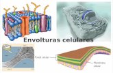 Envolturas celulares - aloxamento de páxinas webcentros.edu.xunta.es/iesastelleiras/depart/bioxeo/lgazon/presen/... · La disposición de las moléculas en la membrana responde al