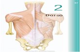 Dorso - libreriaherrero.es · • El dorso del cuerpoabarca las regiones posteriores del cuello, del tórax, del abdomen y de la pel- vis. • La columna vertebral forma la parte