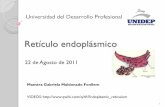 Retículo endoplásmico - files.sistema-membranoso.webnode ...files.sistema-membranoso.webnode.com.ve/200000026-3e8a33f839... · Retículo endoplásmico liso (REL) 6. ... Secuestro