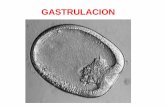 GASTRULACION - dbbe.fcen.uba.ar · Gastrulación - Movimientos celulares que culminan en la formación de las 3 capas germinales: ectodermo, endodermo, mesodermo. - von Baer (1828):