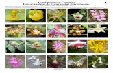 Cundinamarca, Colombia 1 Las orquídeas de Guayabetal ... · Microsoft Word - 781-01 Orquideas de Guayabetal.doc Author: tamarindo Created Date: 6/8/2016 8:37:50 AM ...