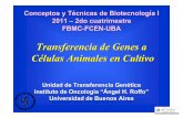 Transferencia de Genes a Células Animales en Cultivo 2011-3.pdf · Transferencia de Genes a Células Animales en Cultivo PROPÓSITOS •Confirmar identidad de genes •Caracterizar
