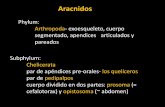 Aracnidos - biologia.ucr.ac.cr Gilbert/Biologia de... · Clase Arachnida •Subclase: Acari (7 ordenes) •Ordenes –Araneae –Scorpiones (= Scorpionida) –Opiliones –Solifugae