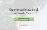 Experiencia Exitosa en el cultivo de Cacao · Cultivo de cacao Tenemos sembradas 625 plantas por manzana. Se utilizó semilla de cacao para la producción de plantas 7 plantas improductivas