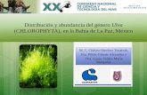 (CHLOROPHYTA), en la Bahía de La Paz, Méxicodgecytm.sep.gob.mx/work/models/dgecytm/Resource/800/1/images/BIO-19... · 1. Introducción Las algas verdes del género Ulva, están