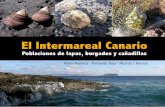 El Intermareal Canario - Dr. Fernando Tuyafernandotuya.org/wp-content/uploads/2010/10/El-Intermareal-Canario.pdf · ermitaños, lapas, estrellas de mar y otras muchas criaturas marinas