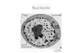 Nucleolo - bachilleresbiologia1.files.wordpress.com · Cromatina urna célula Nucléala RetíclÄo endopiasrnátic Para Ribassarn as . Envuelta Reticulo EddopIasmAtico . Reticulo