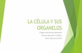 LA CÉLULA Y SUS ORGANELOS - scamontessorigt.org · XLa célula como un ente vivo necesita crear proteínas para su funcionamiento, las cuales son fabricadas en diferentes orgánulos