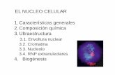 EL NUCLEO CELULAR 1.Características generales 2 ... · EL NUCLEO CELULAR. EL NUCLEO CELULAR Ultraestructura (ME) Envoltura nuclear (carioteca) Cromatina RNP extranucleolares Nucleolo.