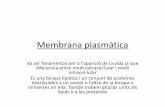 Membrana plasmàtica - classedebio.files.wordpress.com · Transport a través de membrana •La permeabilitat de la membrana és extraordinàriament selectiva permet mantindre un