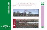 El Chancro del álamo - Junta de Andalucía · rias especies de Valsa/Cytospora sobre Populus y Salix, pero C. chrysosperma es la más común y perjudicial. ... En la corteza muerta