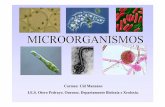 MICROORGANISMOScentros.edu.xunta.es/iesoteropedrayo.ourense/dptos/bio/bach_2_bio... · Evolución eucarionte≈1,2 3,5 2,0?? 0,6-0,8 I.E.S. Otero Pedrayo. Ourense. A Microbioloxía