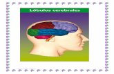 CULTURA – CIVILIZACION – MEDIO AMBIENTEsa6cd00fb9d22b93d.jimcontent.com/download/version/1416785307/module... · NEUROPEDAGOGIA 6 El cerebro humano puede dividirse en dos partes